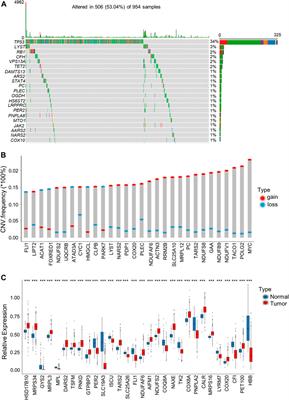 Lactate score predicts survival, immune cell infiltration and response to immunotherapy in breast cancer